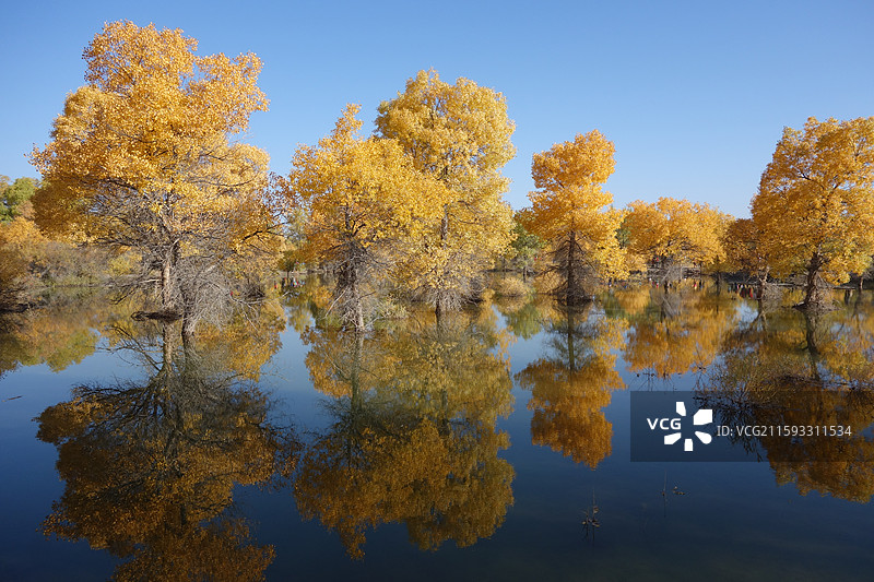 甘肃省酒泉市金塔县金塔胡杨林秋景和金波湖胡杨倒影图片素材