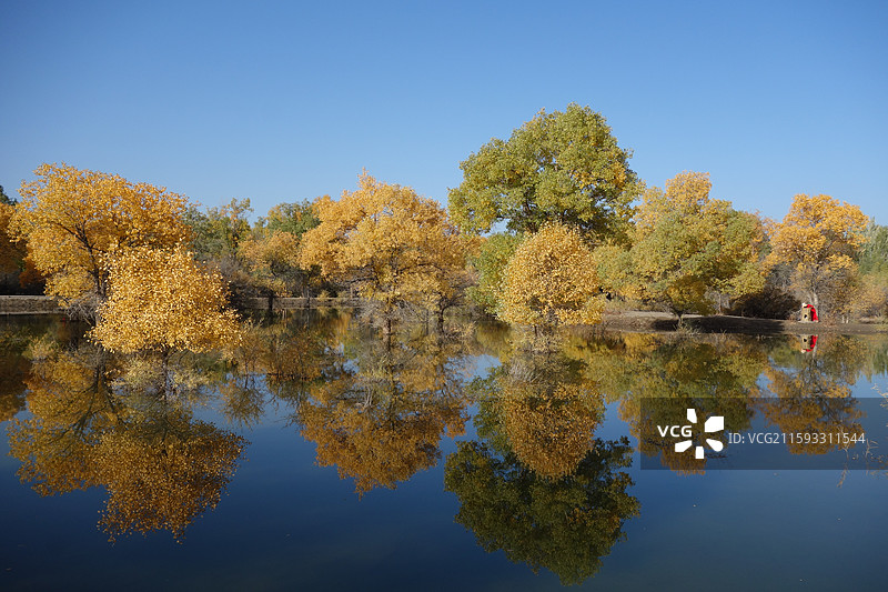 甘肃省酒泉市金塔县金塔胡杨林秋景和金波湖胡杨倒影图片素材