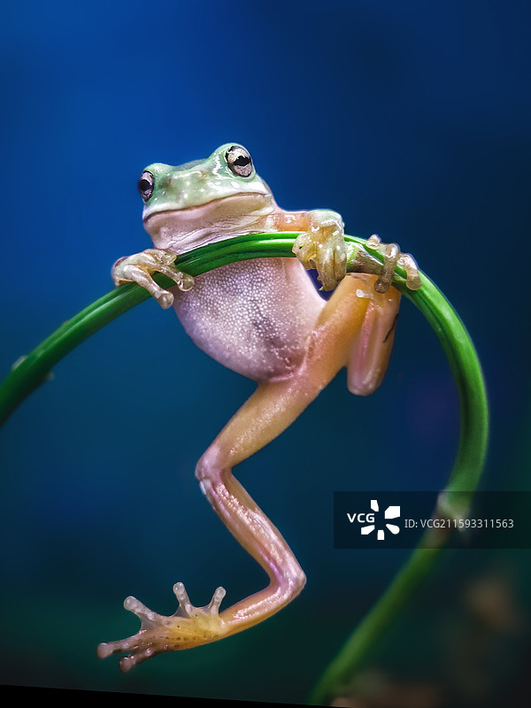 街舞高手  树蛙特写（七）图片素材