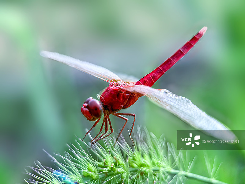 蜻蜓图片素材