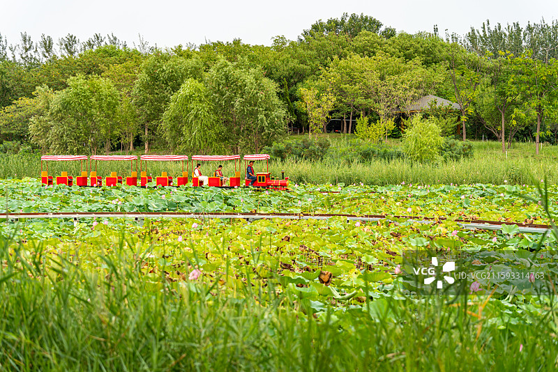 河北衡水湖湿地公园荷塘荷花景观图片素材