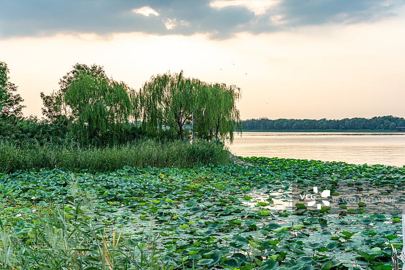 河北衡水湖湿地公园荷塘荷花景观图片素材