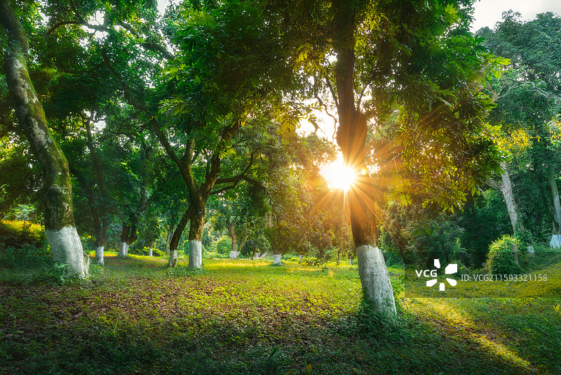 四川泸州张坝桂圆林风景风光图片素材