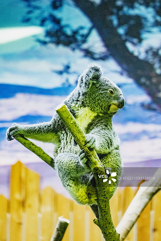 南京红山森林动物园图片素材