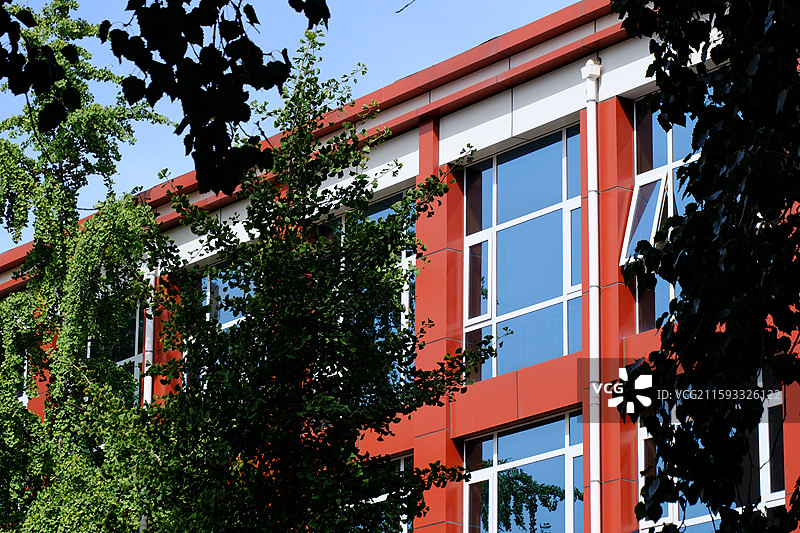 校园教室课堂。银杏树银杏叶。玻璃窗.晴天晴朗晴空万里图片素材