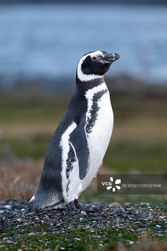 阿根廷火地岛 麦哲伦企鹅图片素材