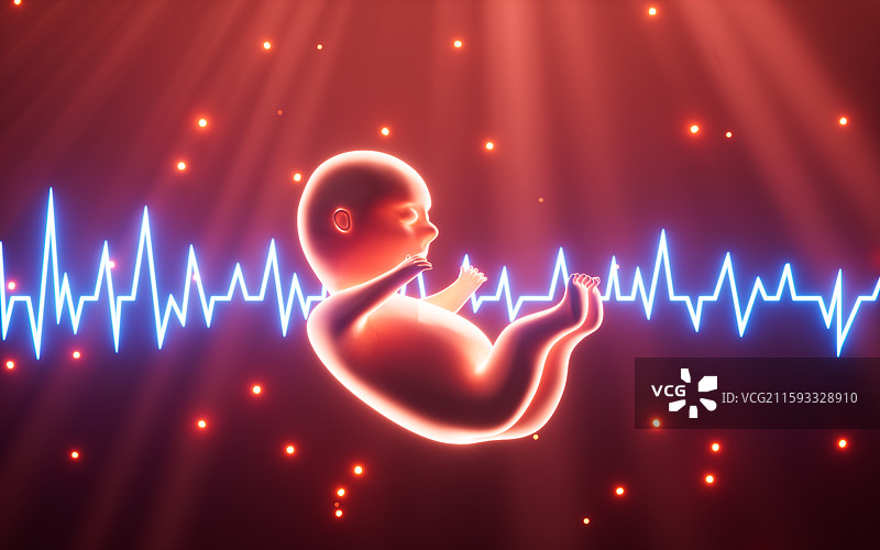 人类胚胎模型3D渲染图片素材