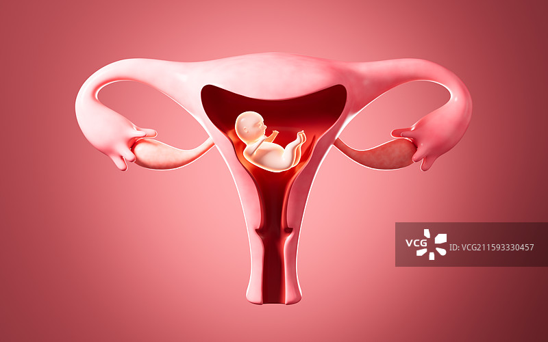 人类子宫内的胚胎模型3D渲染图片素材