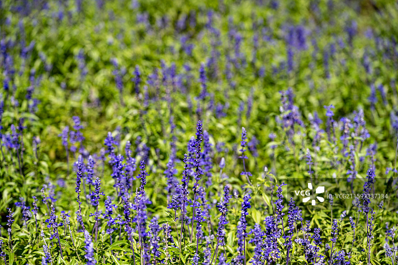 北京国际鲜花港秋日风景图片素材