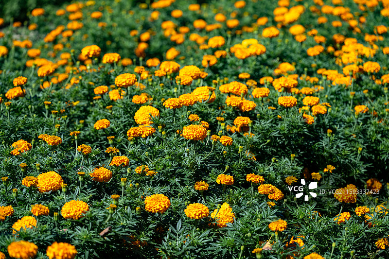 北京国际鲜花港秋日风景图片素材