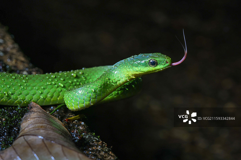浙江丽水的翠青蛇图片素材