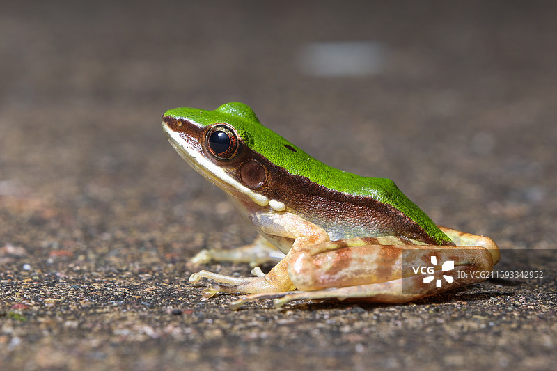浙江丽水的大绿臭蛙图片素材