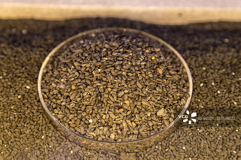 新石器时代良渚文化-炭化稻谷 良渚博物院图片素材