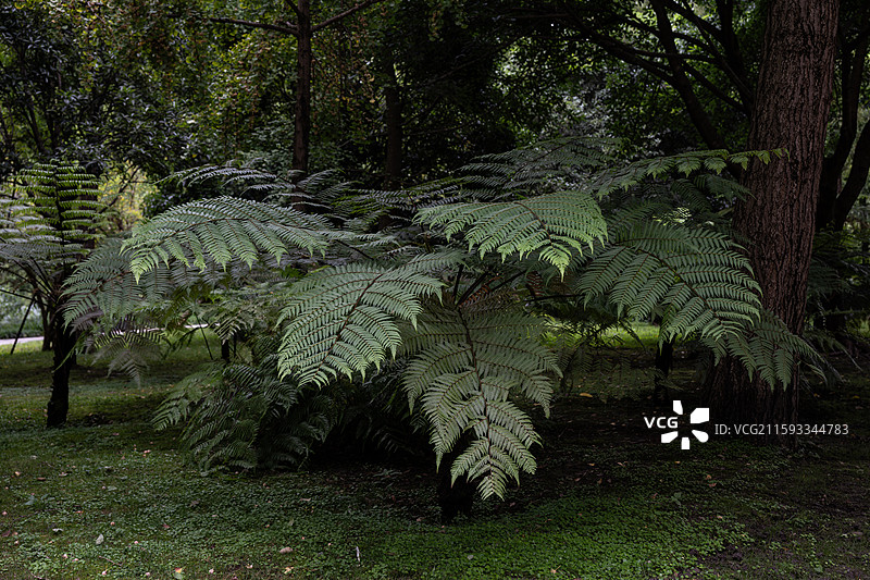 梭罗树图片素材