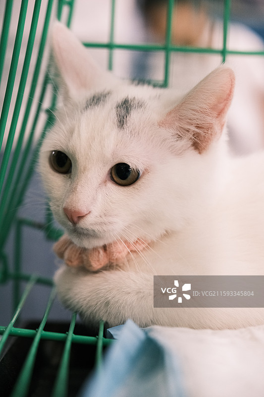 流浪猫救助领养活动现场图片素材