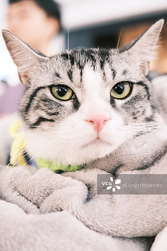 流浪猫救助领养活动现场图片素材