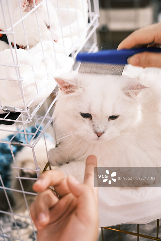 流浪猫救助领养活动现场图片素材