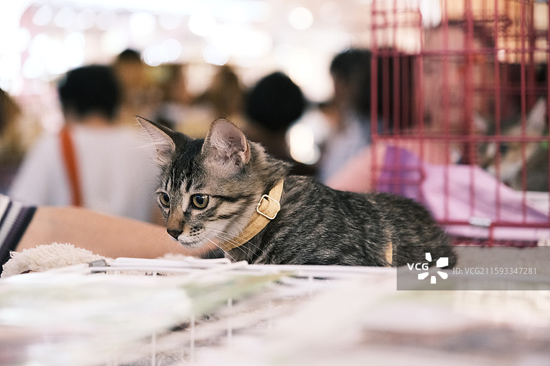 流浪猫救助领养活动现场图片素材