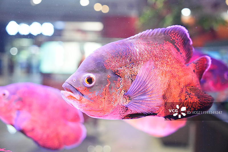 地图鱼图片素材