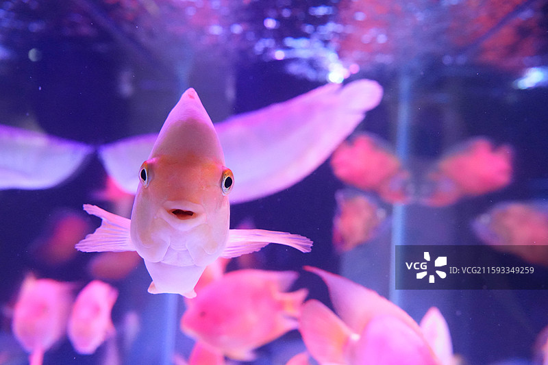 血鹦鹉红财神寿星头图片素材