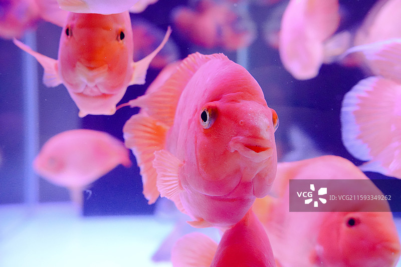 血鹦鹉红财神寿星头图片素材