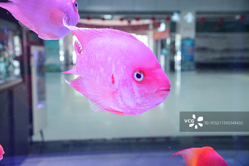 血鹦鹉红财神寿星头图片素材