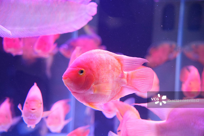 血鹦鹉红财神寿星头图片素材