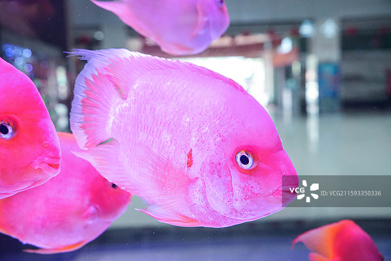 血鹦鹉红财神寿星头图片素材