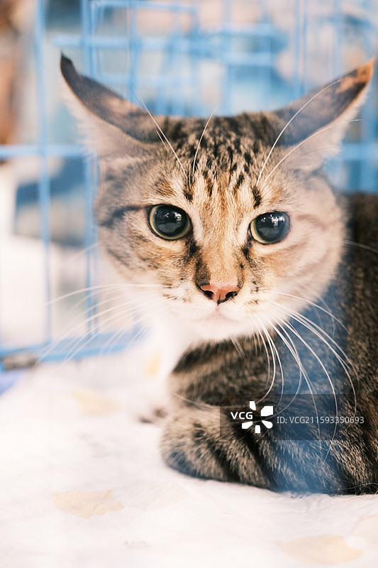 流浪猫救助领养活动现场图片素材