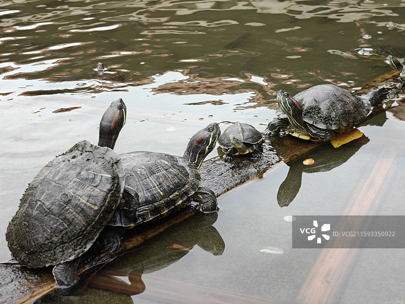泉州承天禅寺放生池里思考龟生的巴西龟图片素材