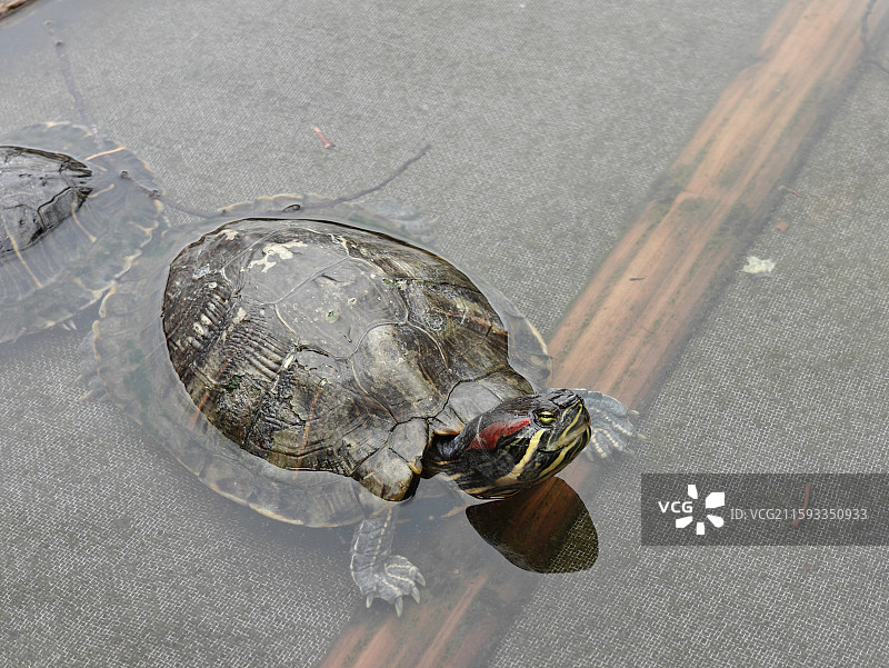 泉州承天禅寺放生池里思考龟生的巴西龟图片素材