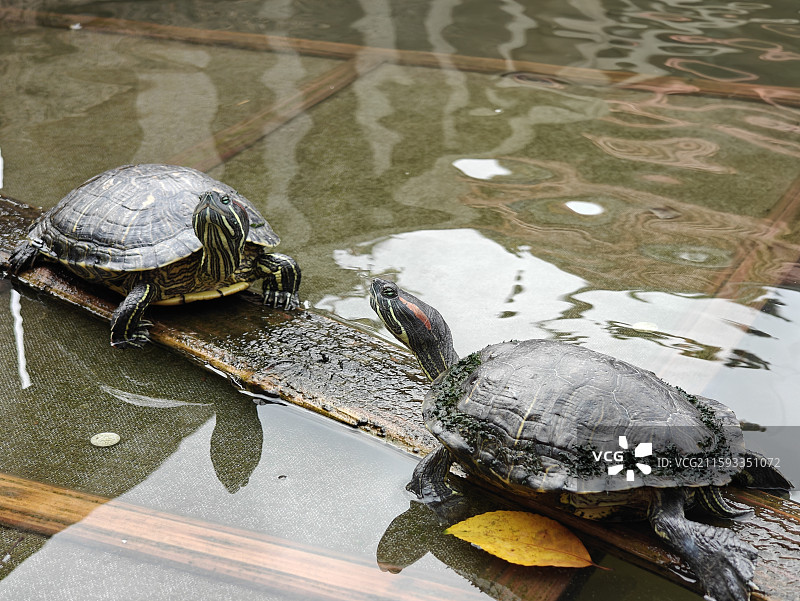 泉州承天禅寺放生池里思考龟生的巴西龟图片素材