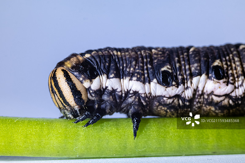 天蛾科幼虫图片素材