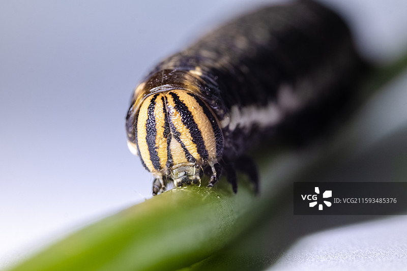 天蛾科幼虫图片素材