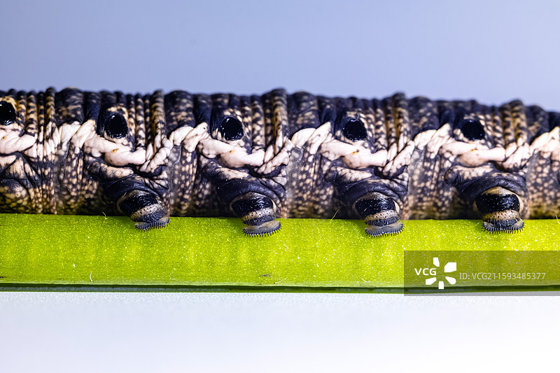 天蛾科幼虫图片素材