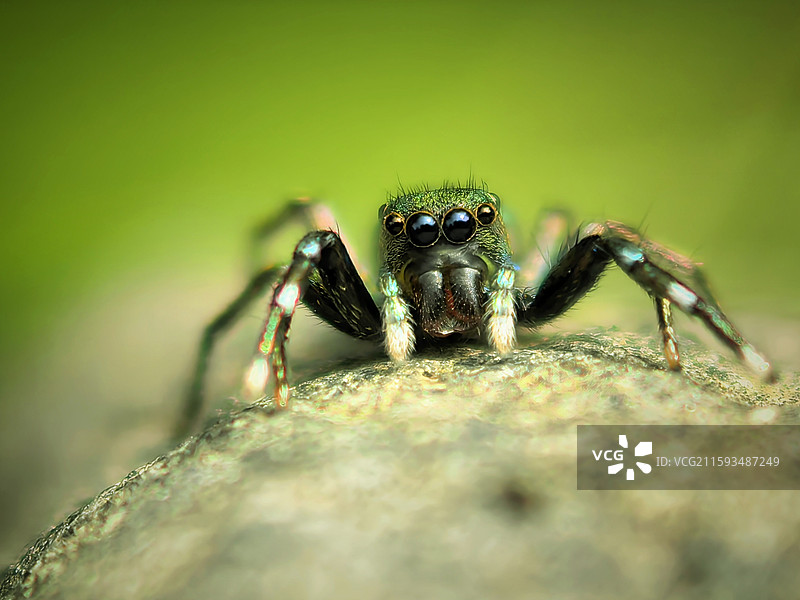 琉璃眼的小猎手图片素材