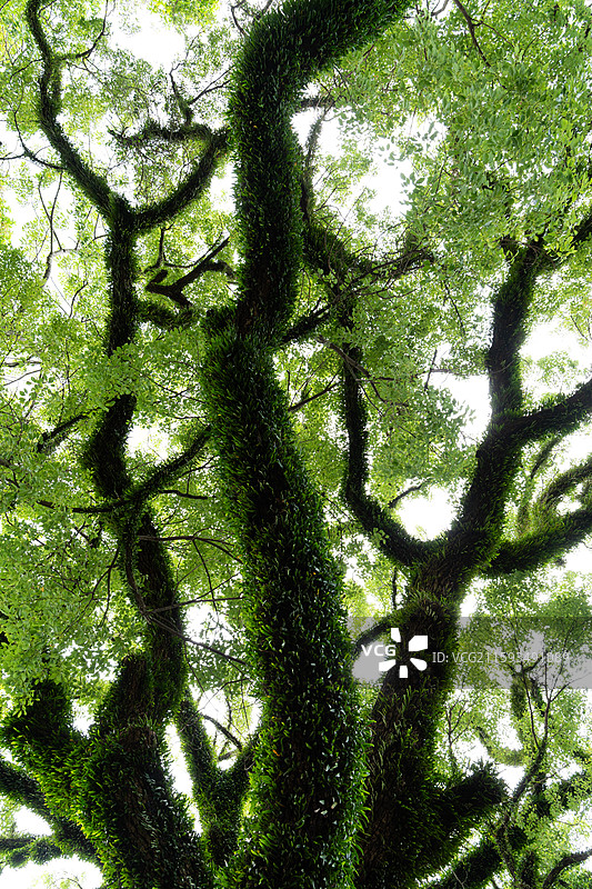 仰拍绿意盎然的樟树树干和树叶图片素材