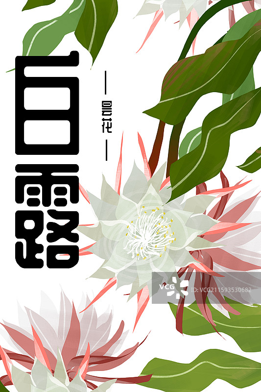 二十四节气白露节令花卉昙花图片素材