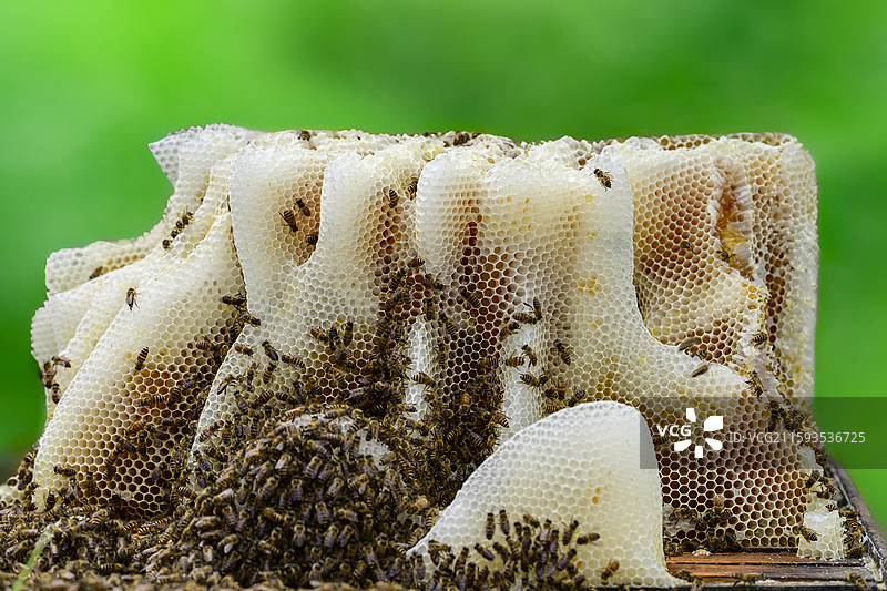 天然蜂巢结构蜂窝蜜蜂筑巢图片素材
