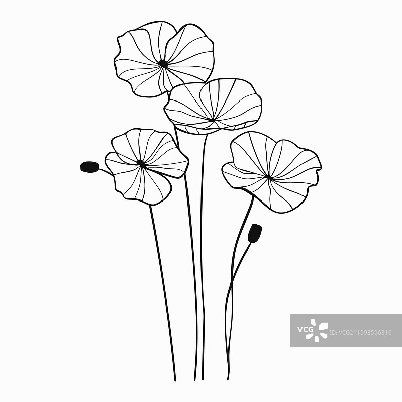 积雪草线条艺术手绘图片素材