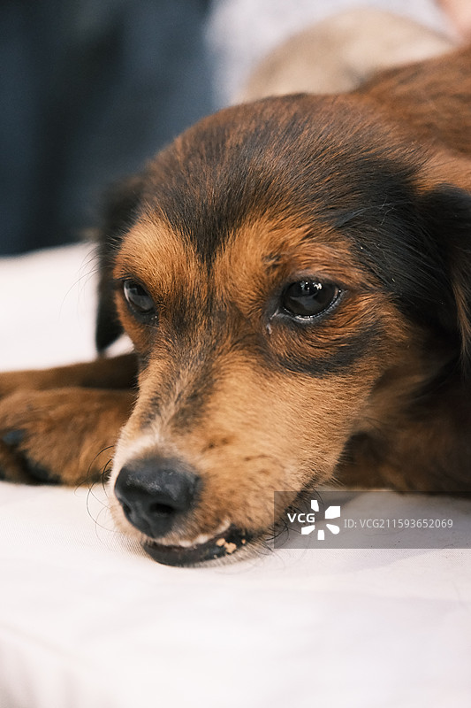领养流浪猫狗的活动现场图片素材