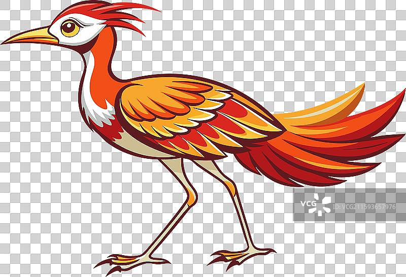 非洲火鹤图片素材