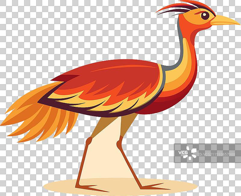 非洲火鹤图片素材