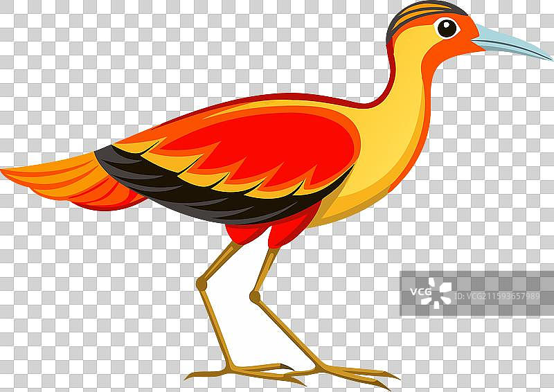 非洲火鹤图片素材