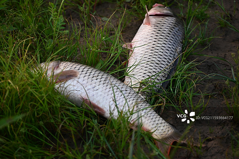 田园生活图片素材