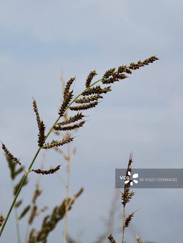 江西萍乡·芦溪县·秋日·稻田图片素材
