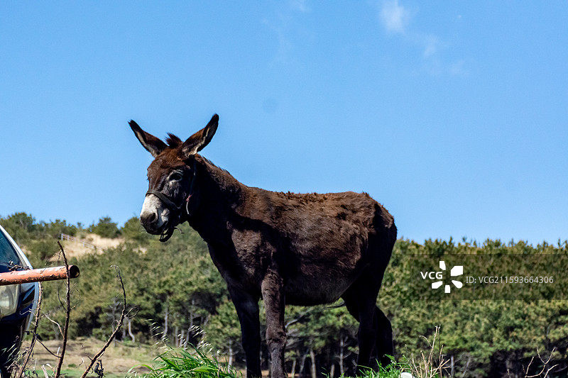 蓝天下的一头小毛驴图片素材