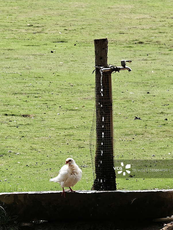 江西萍乡·芦溪县·仙凤三宝园·呦呦牧场图片素材