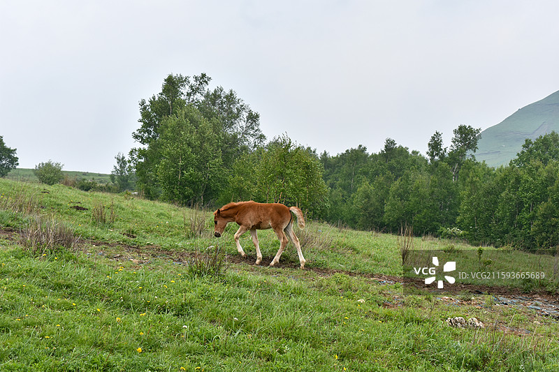 云雾弥漫的北灵山夏季风光图片素材