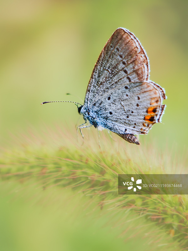 灰蝶停驻：草尖上的淡蓝精灵图片素材